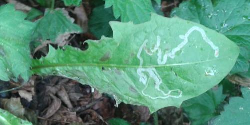 Chromatomyia sp.